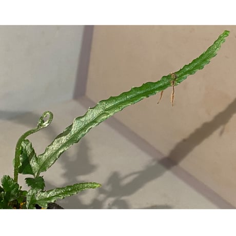 Bolbitis sp. from Siberut [LA 2012年]