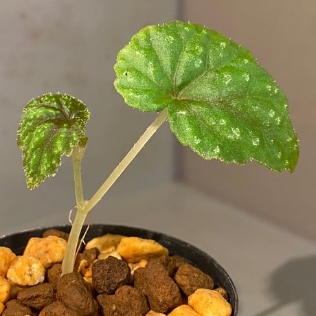 Begonia tenuifolia from Sukasada Bali [S0320-02] 伊藤蟻植物農園