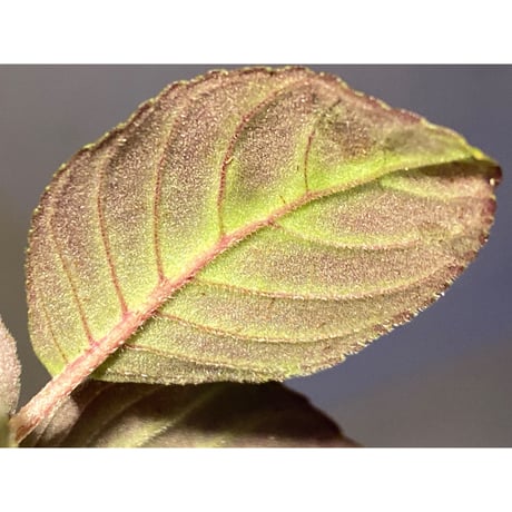 Gesneriaceae gen. from Kalimantan Barat