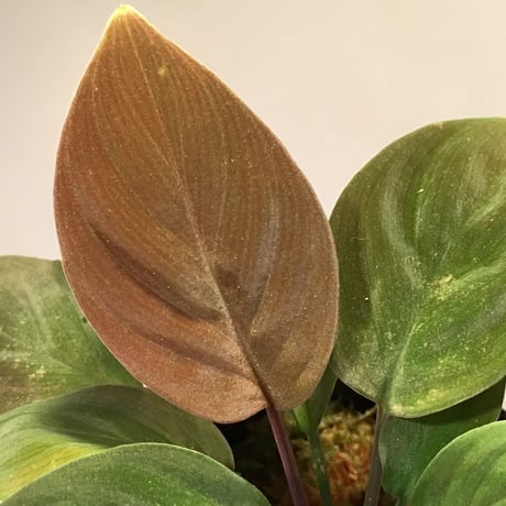 Homalomena sp. from Kapuas hulu