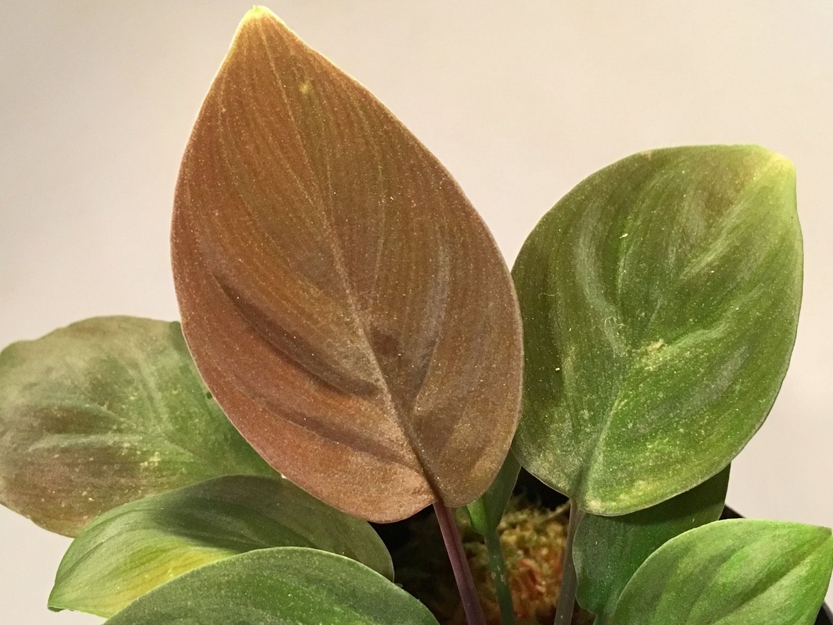 Homalomena sp. from Kapuas hulu | M・R・G・R