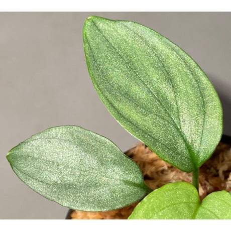 Homalomena sp. "Shirogane" SGR from Pulau Linga [HW1017-XX] ②