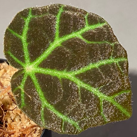 Begonia sp . from Sumpur [TK031117]