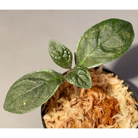 Cosmianthemum bullatum [LA0515-02]