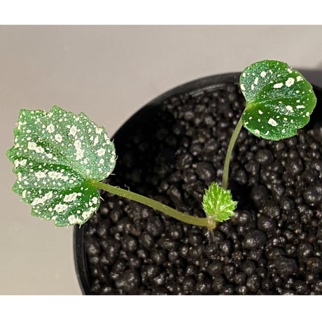 Begonia sp. from Na Hang [YH1118] TK