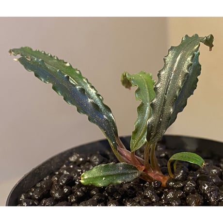 Bucephalandra sp. from "Mangat" [MF0417-2A]