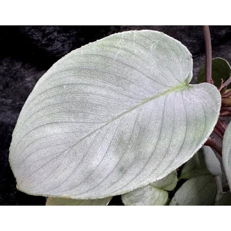 Homalomena "鯖×月" [LA-hyb.22-04]