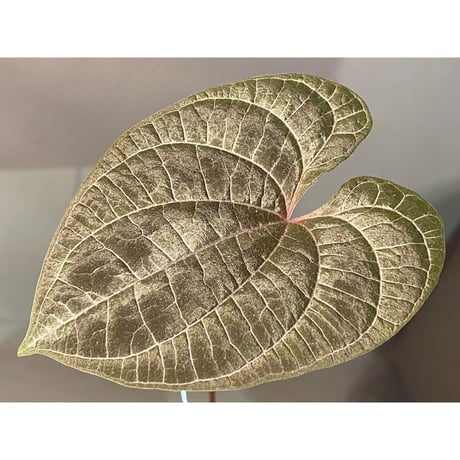 Dioscorea dodecaneura (discolor)