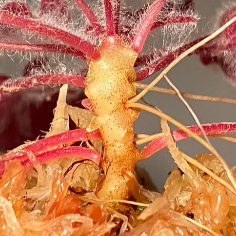 Sonerila dongnathamensis [LA]