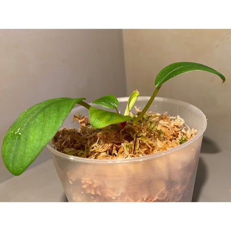 Homalomena sp. "Tutut" from Meulaboh [AZ0119-4]