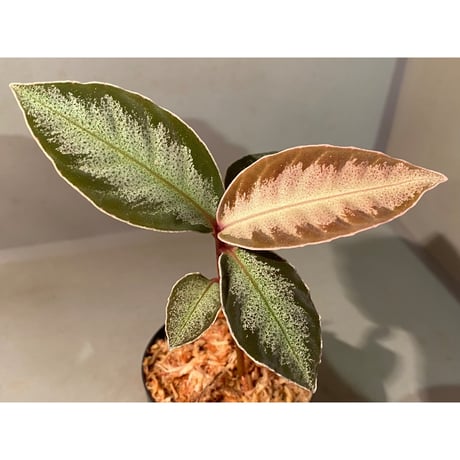 Ardisia sp. "Light Saber" ②