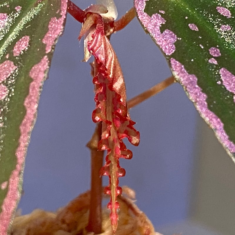 Begonia sp. 
