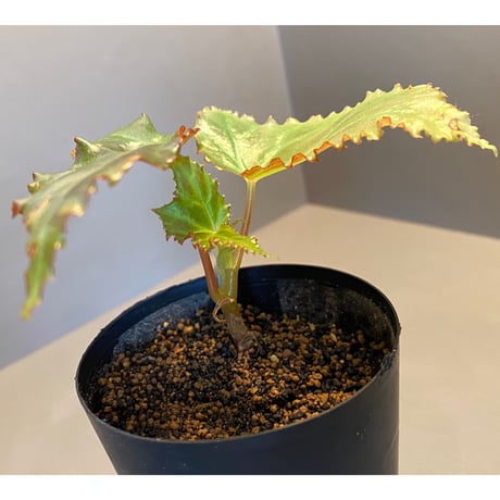 Begonia cf. laruei from Aceh sumatera [LA0216-02]