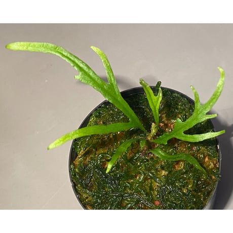 Microsorium sp. from Saripoi [LA0515-02]
