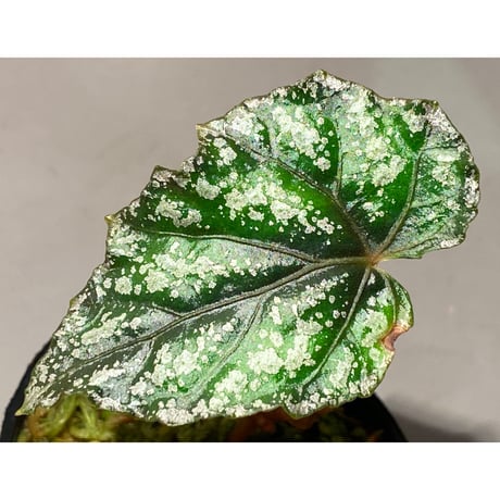 Begonia handelii var. prostrata from Viet Nam