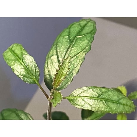 Hemigraphis sp. from Mindanao