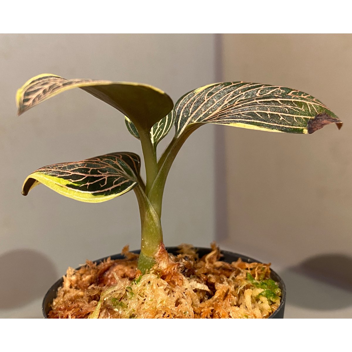 Ludisia discolor Variegata 