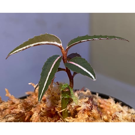 Labisia sp. from Kapuas hulu Kalimantan barat ②