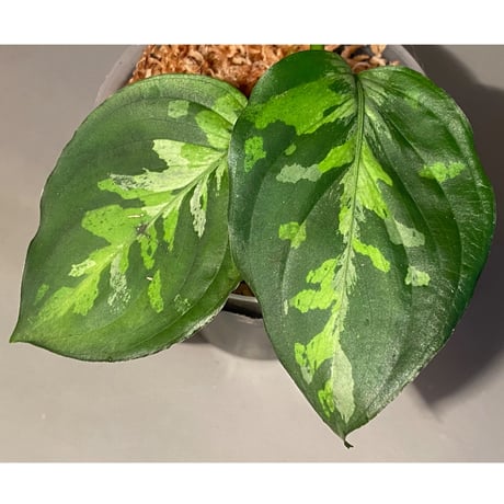 Aglaonema pictum "Blue Nias" from Pulau Nias [AZ0912-3.5]