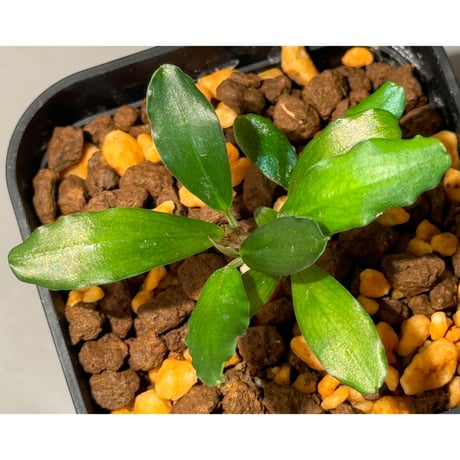 ブセファランドラ | STORES