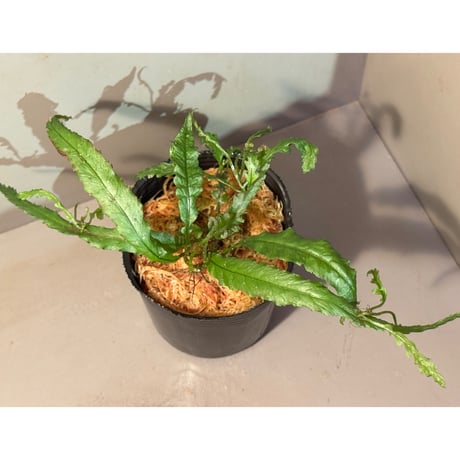 ミクロソラム | STORES