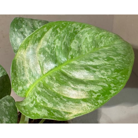 Schismatoglottis sp. from Sanggau