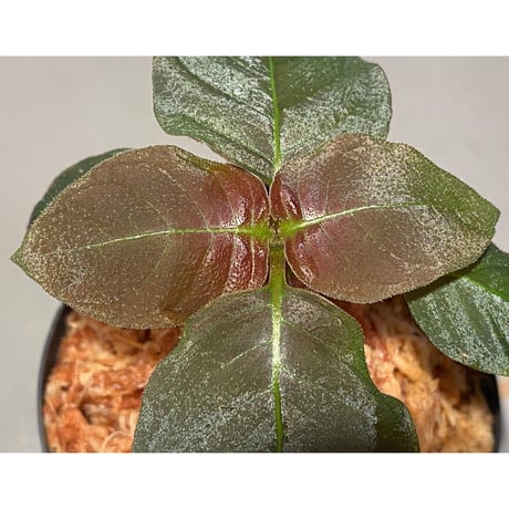 Ophiorrhiza sp. from Papua Barat[LA0319-01]