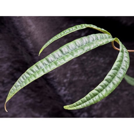 Anthurium cutucuense 伊藤蟻植物農園