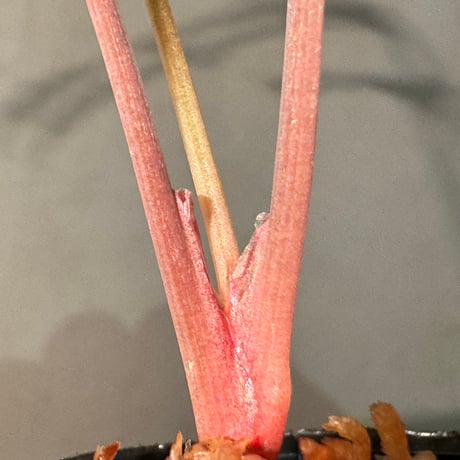 Homalomena sp. 'Rec1-08' K0718-f1 [KZT]