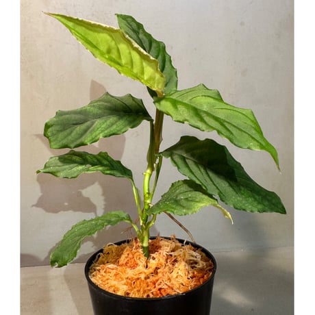 Unknown from Iquitos Peru [tanakay]