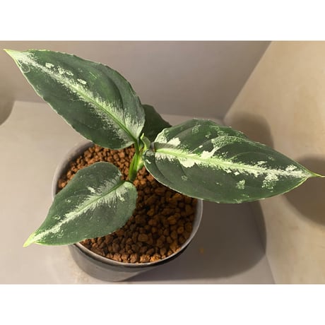 Aglaonema pictum "Gigant" from Padang [AZ0914-1b]
