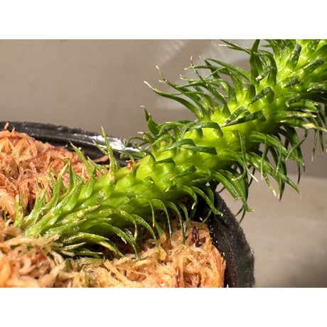 Phlegmariurus squarrosus