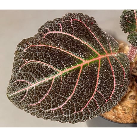Pearcea hypocyrtiflora from Rio Napo Ecuador [tanakay] 赤葉脈