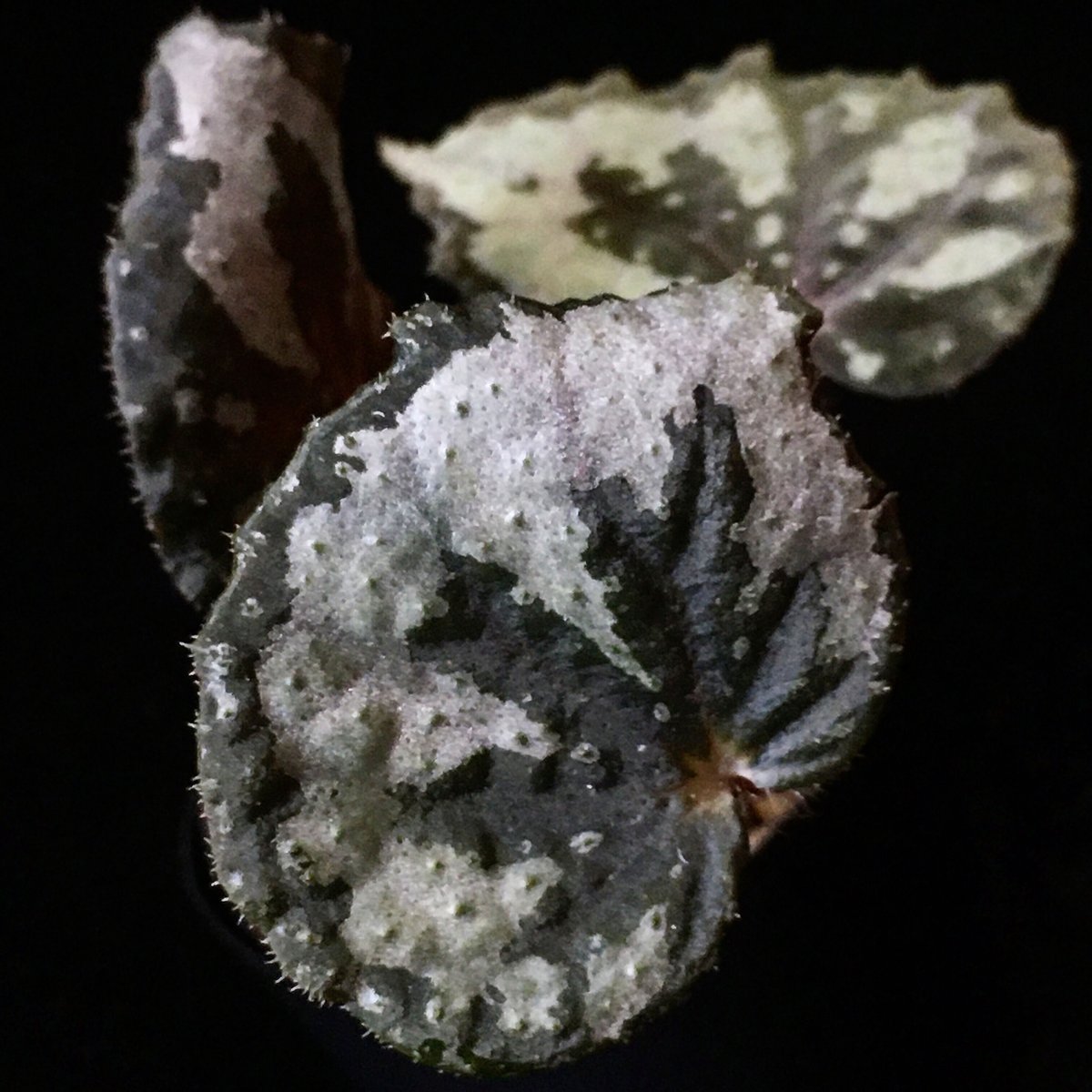 専用❣️ 特選Begonia ６点 Begonia sp. from Lang Son [YH030519] TK | M・R・G・R