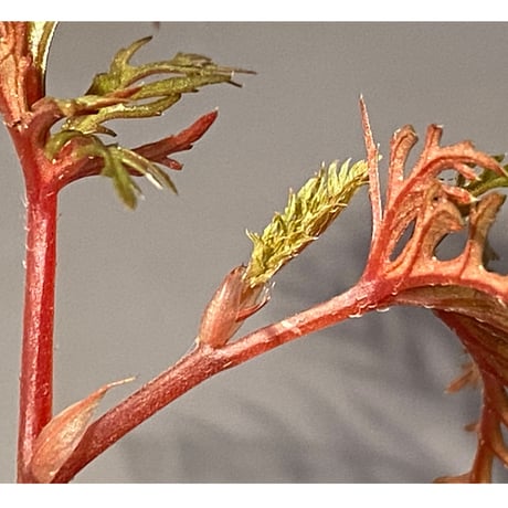Begonia bipinnatifida