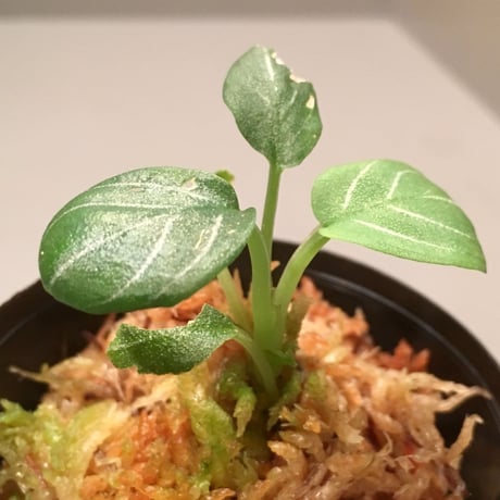 Schismatoglottis chevron from Sarawak
