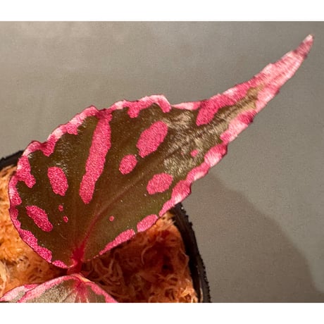 Begonia sp. ぼっち株 from Julau [R1214-01b]