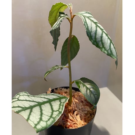 Ardisia sp. from Ache Sumatera [LA]