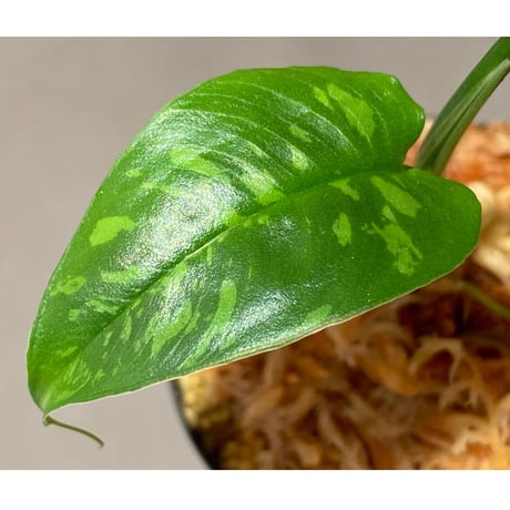 Schismatoglottis sp. from Kapuas hulu