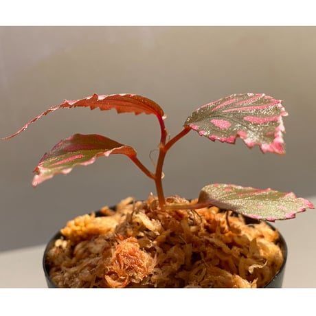 Begonia sp. ぼっち株 from Julau [R1214-01b]