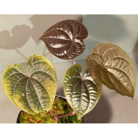 Dioscorea dodecaneura (discolor)