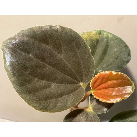 Peperomia metallica 'Black'