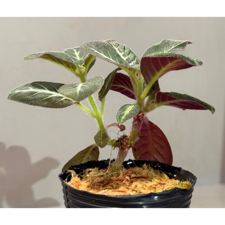 Codonoboea cf. pumilla from Riau sumatera [LA1119-02]