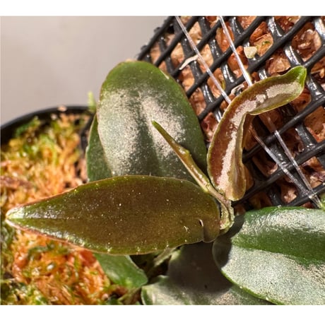 Marcgravia sp. "Azreal"