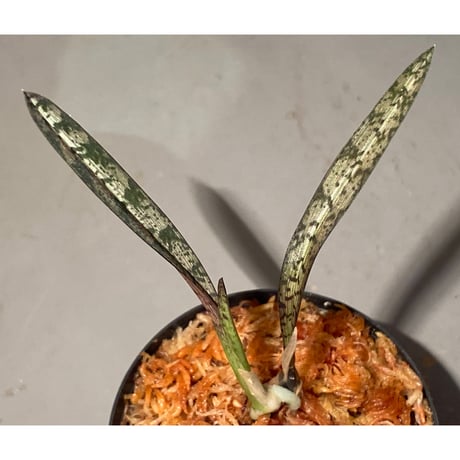 Oeceoclades spathulifera ②