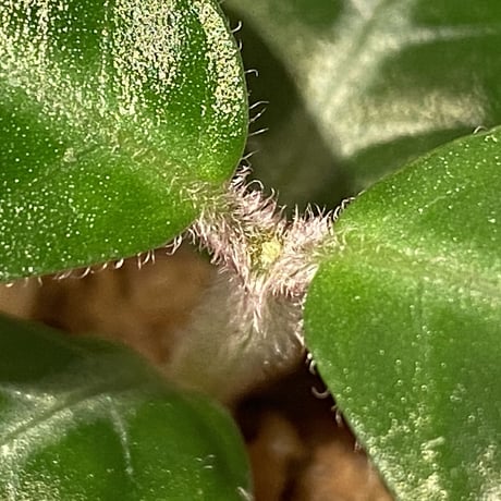 Gesneria sp. "Nanga pinoh" Kab. Melawi [TB]