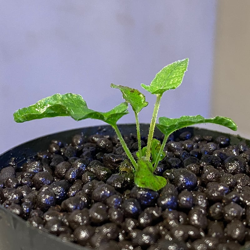 Thelypteris sp. from Sunset Peak [YH0916-f2] |