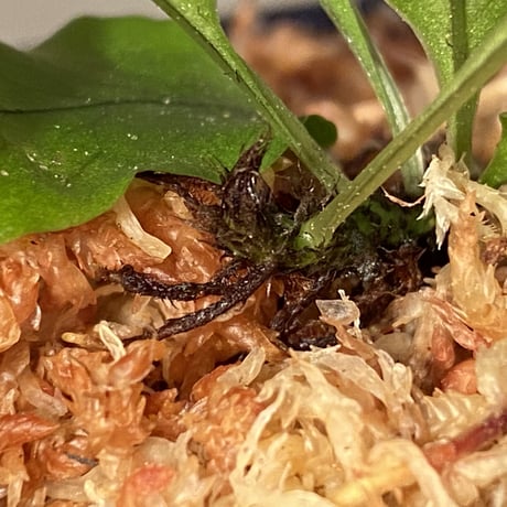 Christiopteris varians from New Caledonia [KSB]