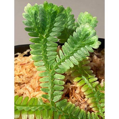 Selaginella sp. バリエガータ from "Nanga pinoh" [TB]