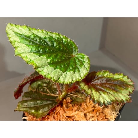 Begonia sp. from Ha Giang North Vietnam